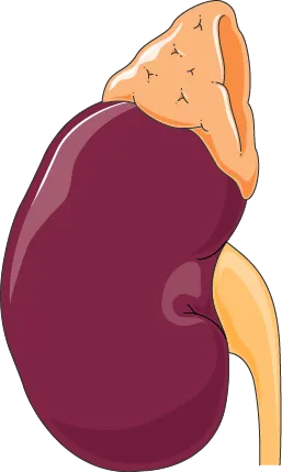 Illustration of an adrenal gland sitting on top of a kidney