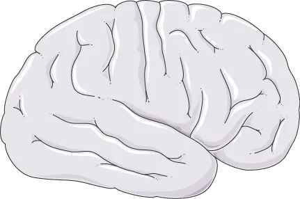 Illustration of the human brain