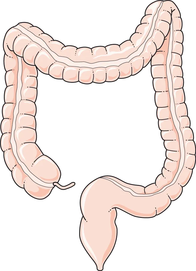 Illustration of the large intestine (colon)