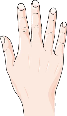 Illustration of a hand
