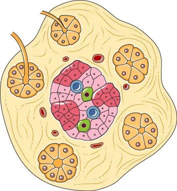 Illustration of an islet of Langerhans, the insulin-producing cells of the pancreas