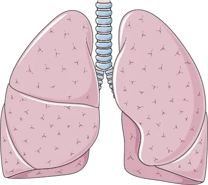 Illustration of the lungs and airways