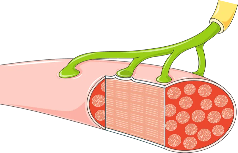 Illustration of a nerve meeting a muscle fiber