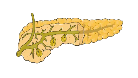 Illustration of the pancreas