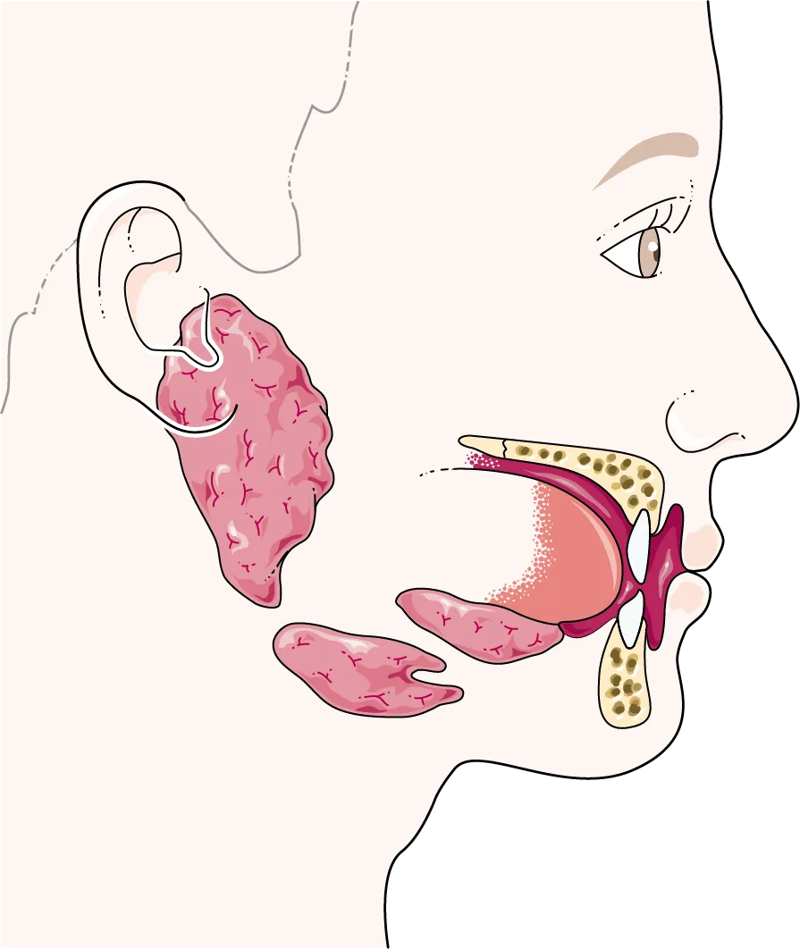 Illustration of the salivary glands in the face and jaw