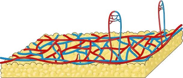 Illustration of the layers of the skin