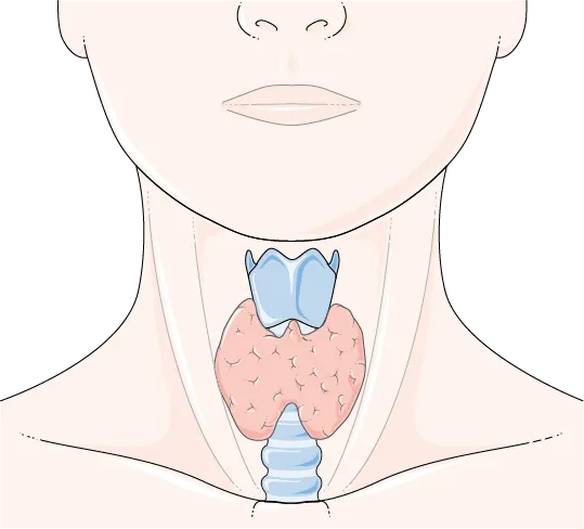 Illustration of the thyroid gland in the front of the neck